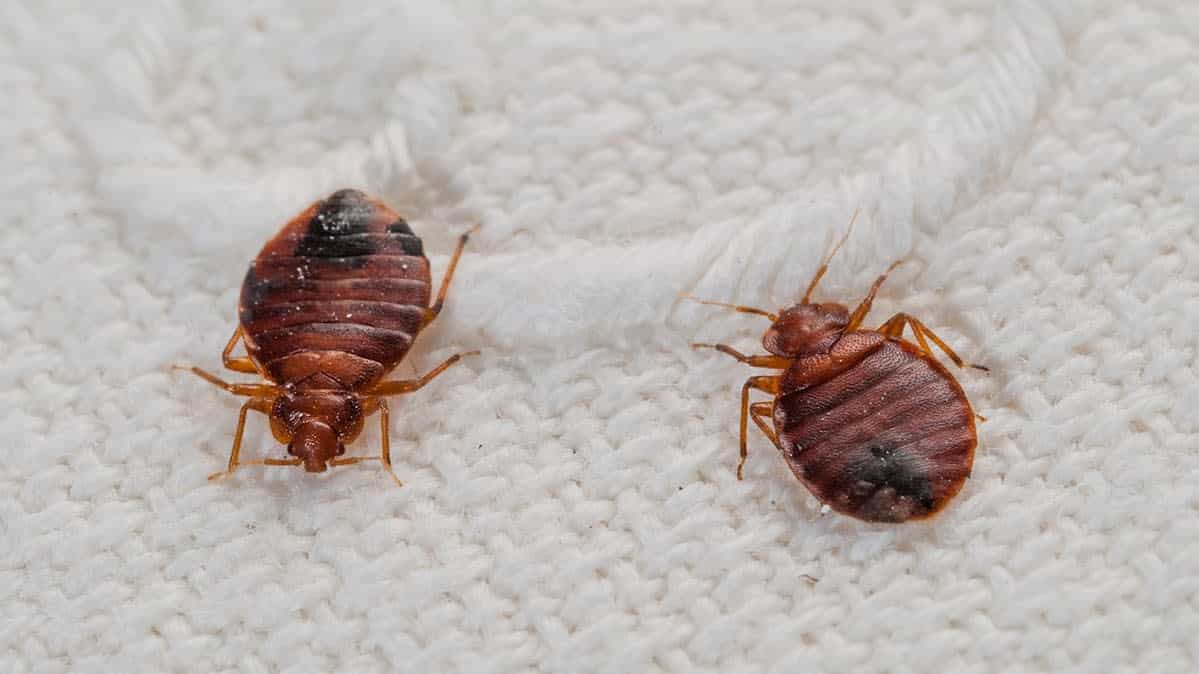 dead bed bugs on white cloth