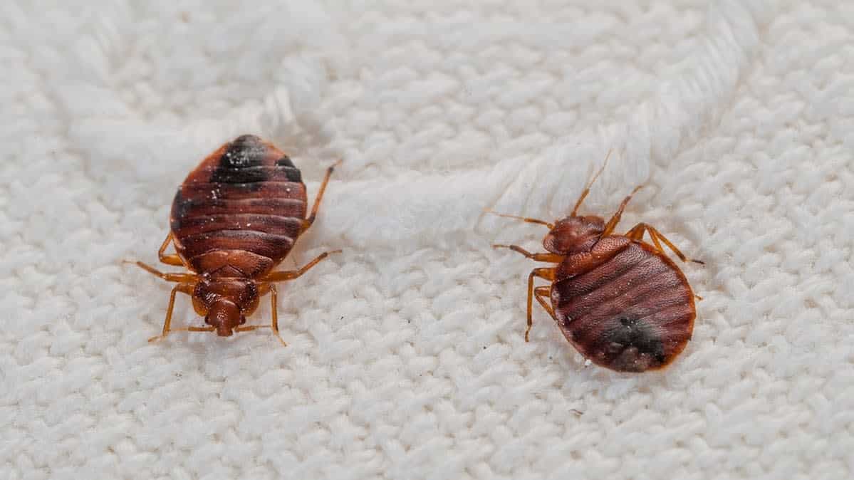 Key Warning Signs And Symptoms Of Bed Bugs