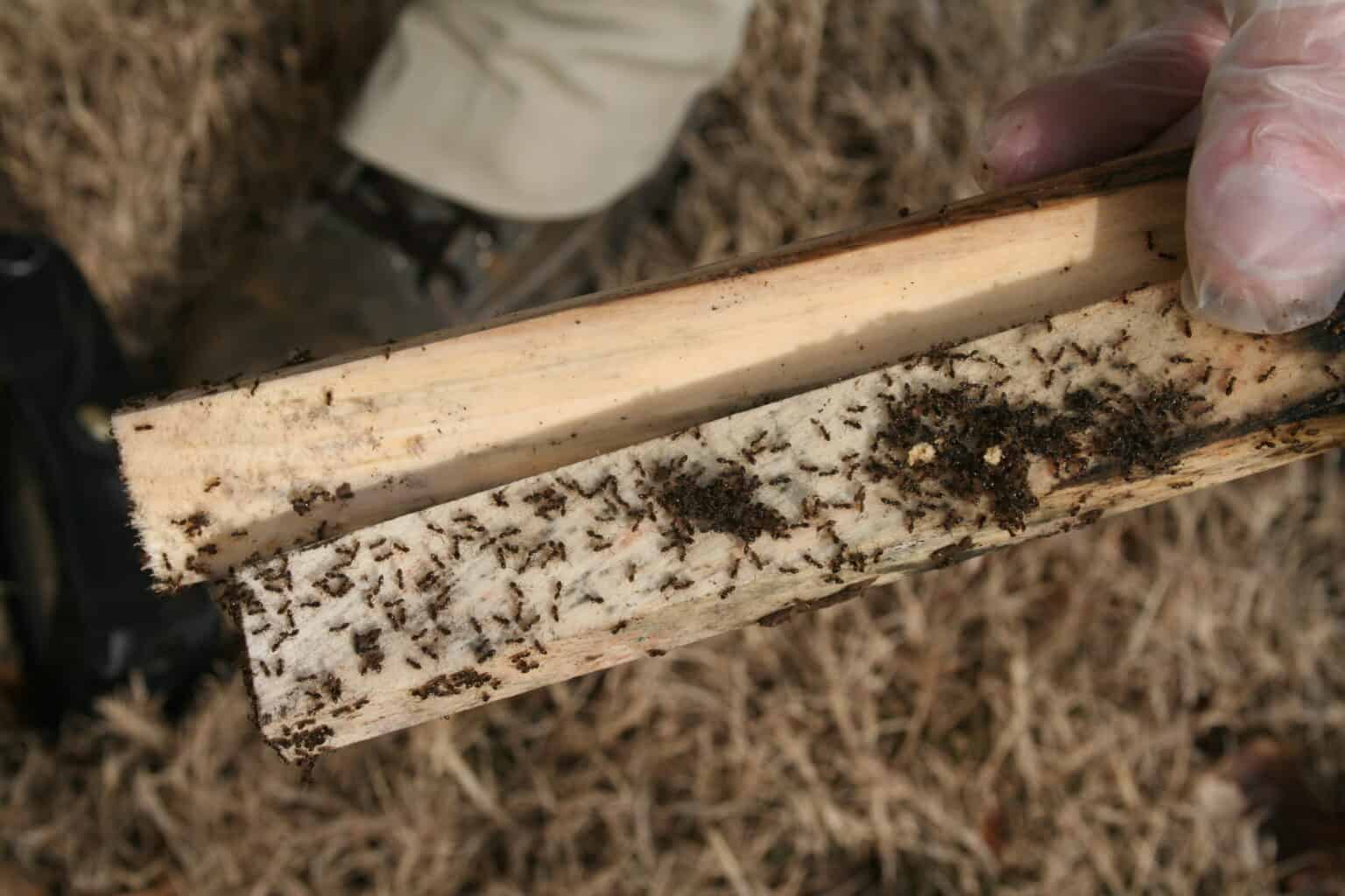 Termite Inspections The First Line of Defense for Your Home Rottler