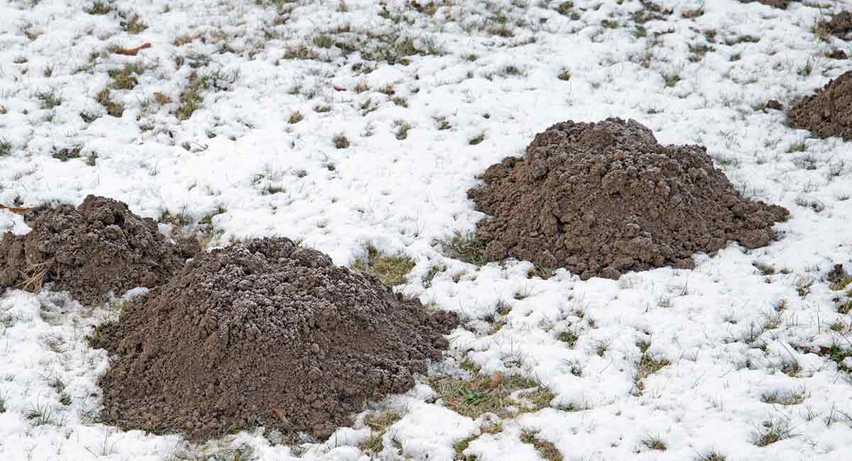 moles in winter