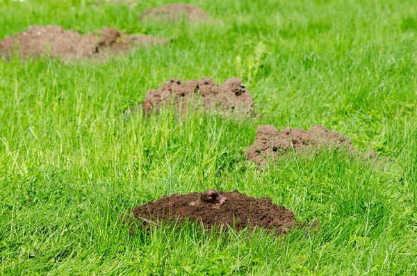 mole hills in a yard of green grass