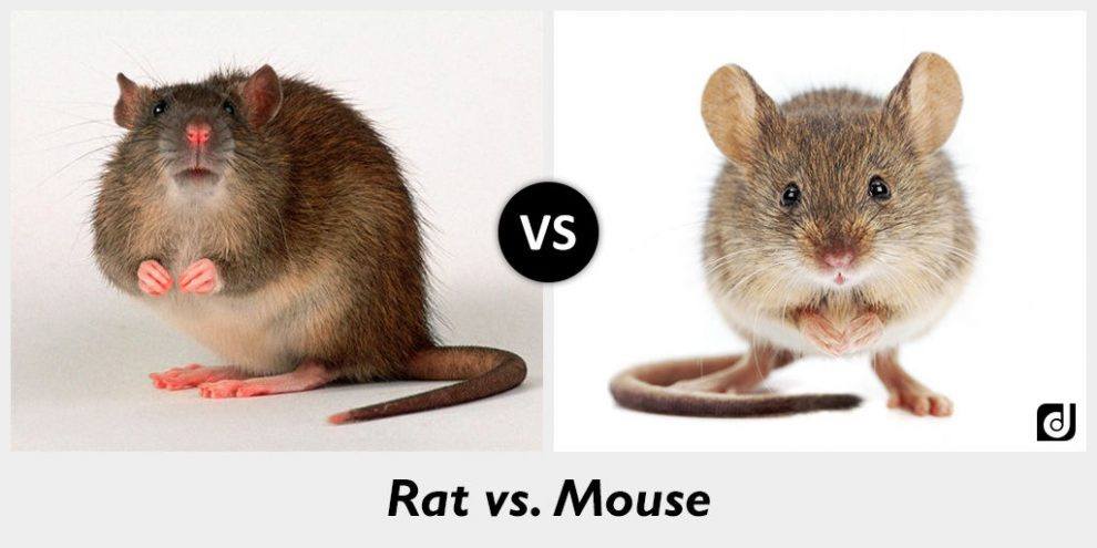 rat and mouse