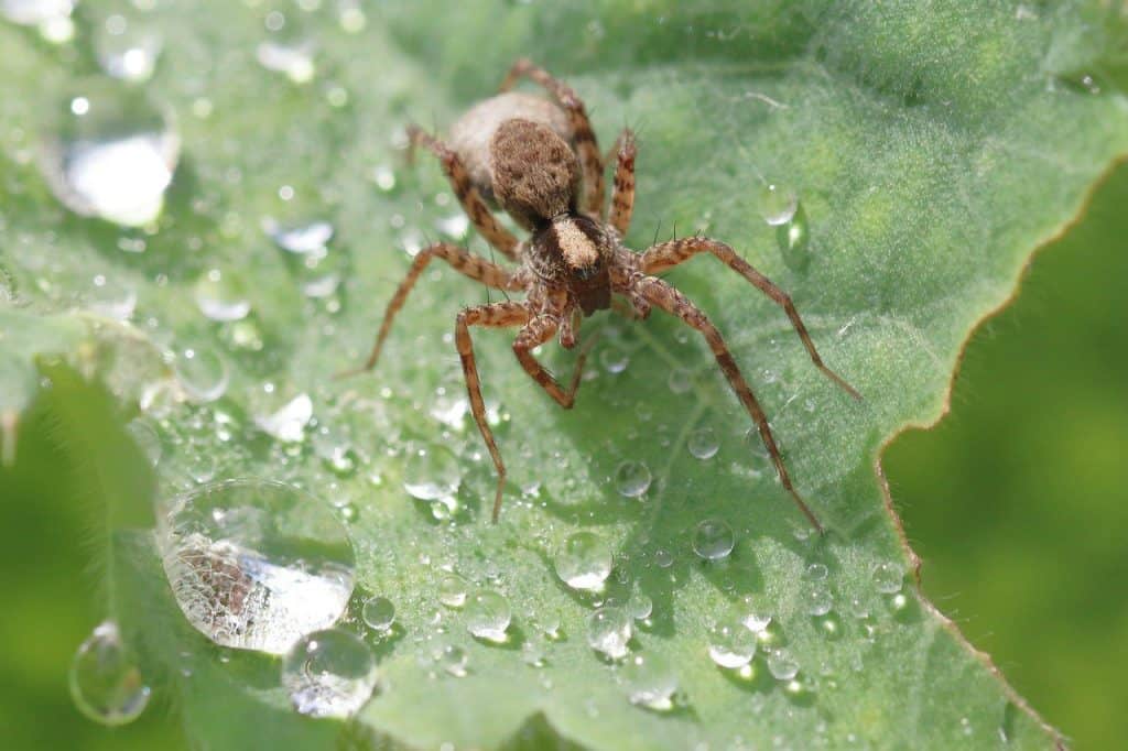 Common Spiders in Missouri Rottler Pest Solutions