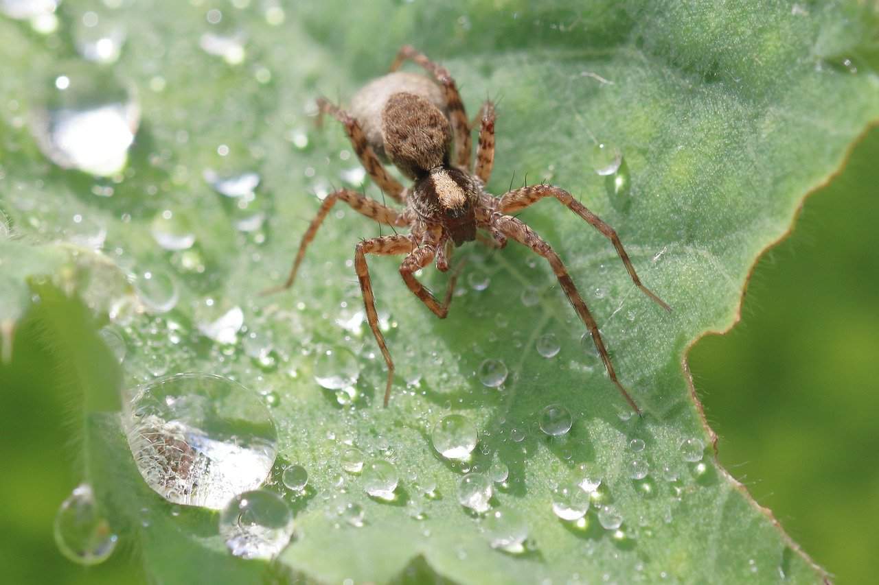 Spiders in Missouri