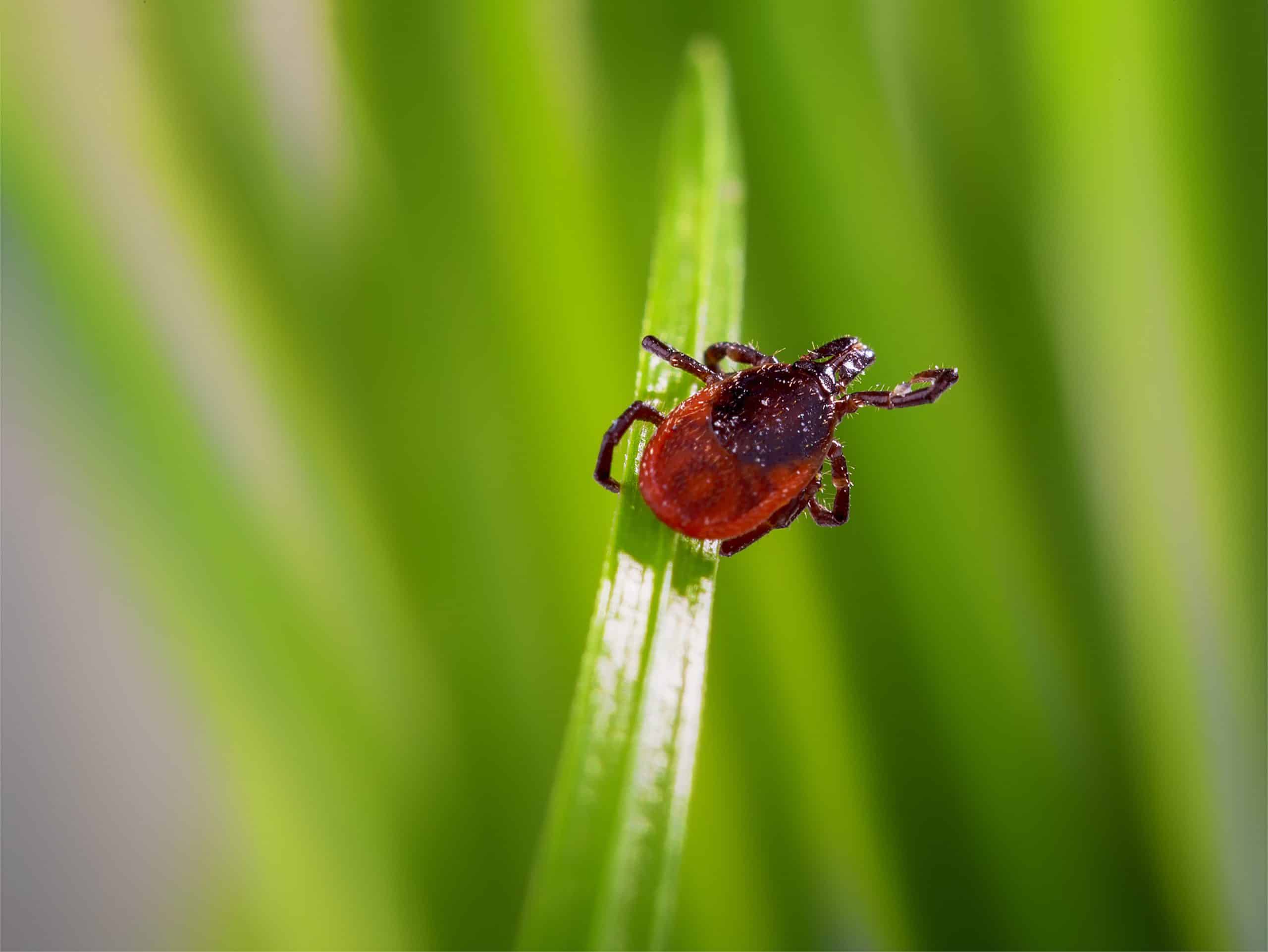 red and black tick hanging on blade of grass