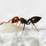 Acrobat Ant