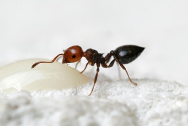 Acrobat Ant