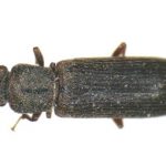 Anobiid Powderpost Beetle