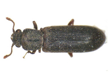 Anobiid Powderpost Beetle