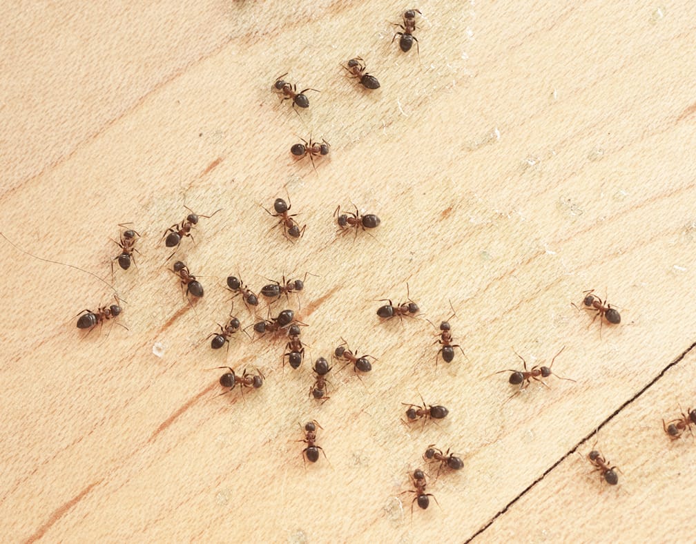 ants in kitchen