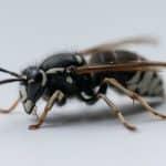 Baldfaced Hornets