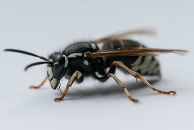 Baldfaced Hornets