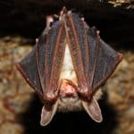 Bat