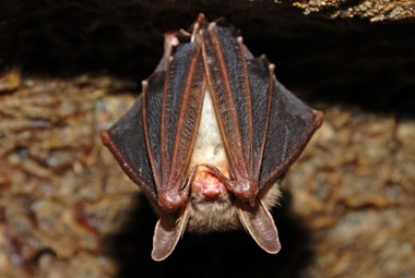 Bat