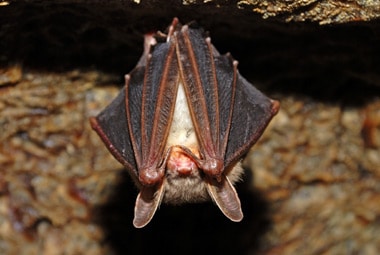 Bat sleeping in a cave