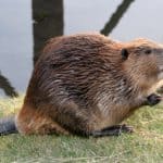 Beaver