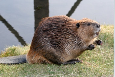 Beaver