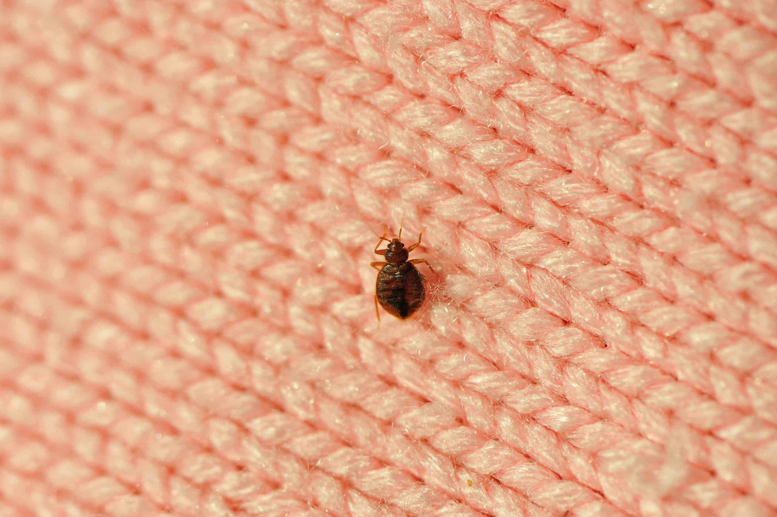 bed-bug-pink-knit-blanket