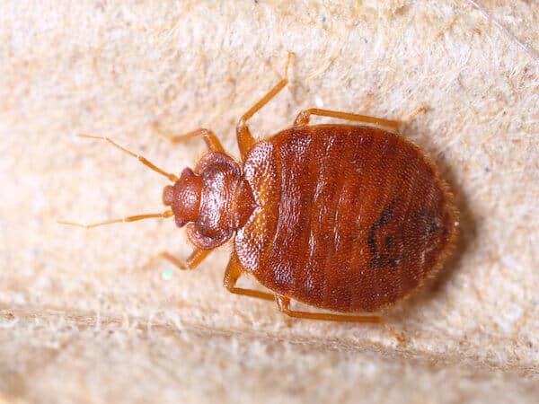 bed-bug