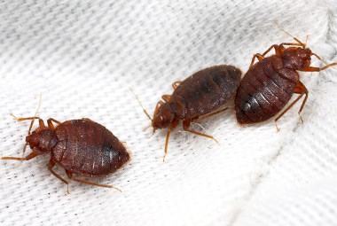 Bed Bugs