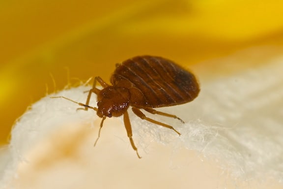 up close brown bed bug on a white sheet