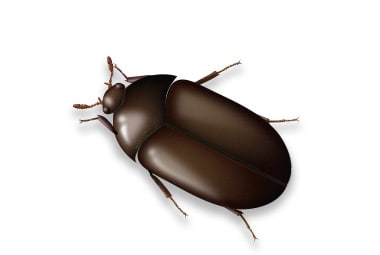 Carpet beetle - Wikipedia