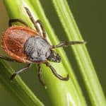 Backlegged Tick