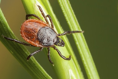 Backlegged Tick