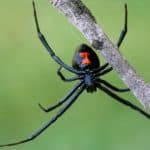 Black Widow Spiders