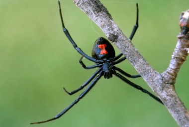 Which one of these spiders is a black widow?