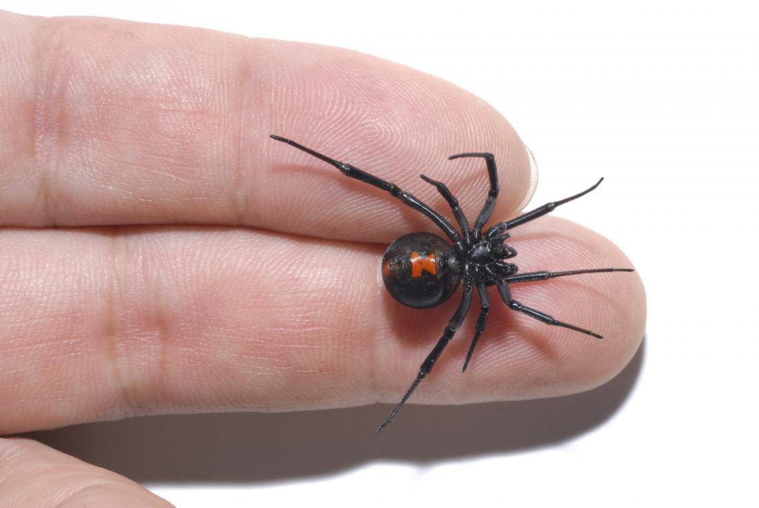 dead female black widow spider on the finger of a man