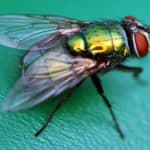 Blow Fly