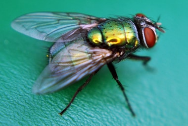 Blow Fly