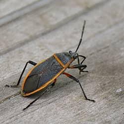 box-elder-bug-near-home