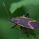 Boxelder Bug