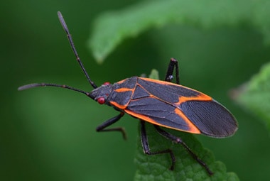 Boxelder Bug