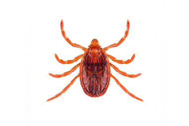 Brown Dog Ticks