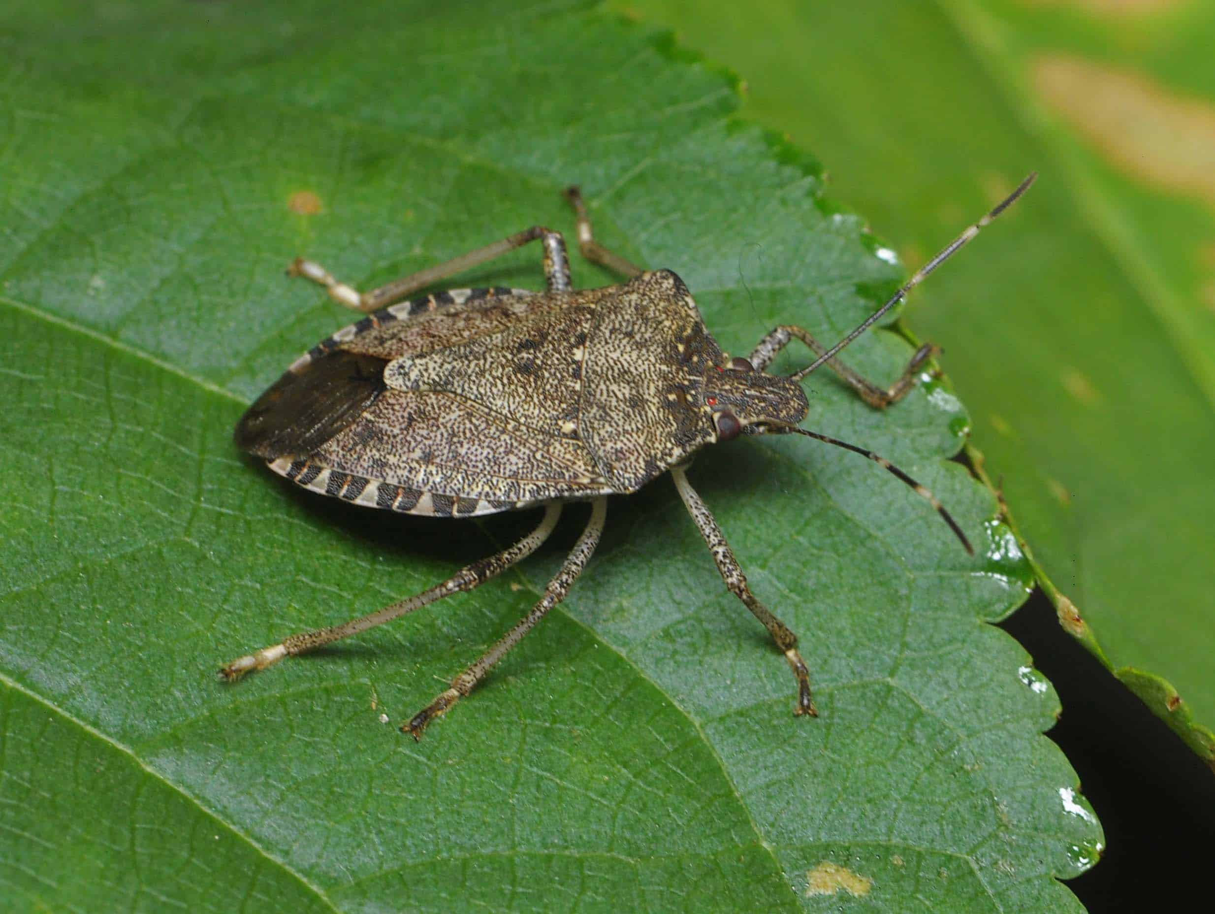 brown marmorated stink bug