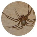 Brown Recluse