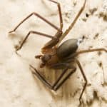 Brown Recluse Spiders