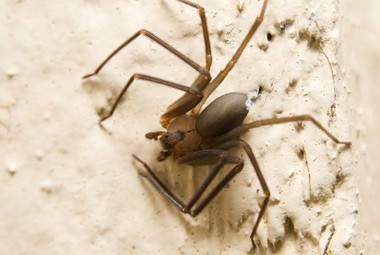 Brown Recluse Spiders Control - Information, Bites, & More