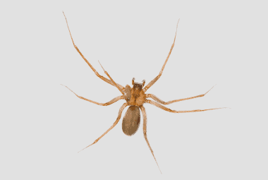 Brown Recluse Spider on Gray Background