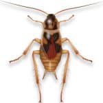Brown-Banded Cockroach