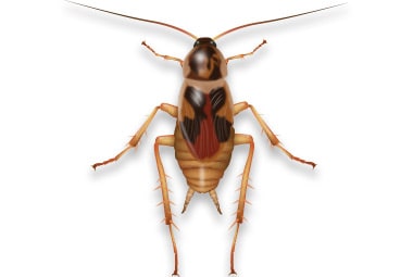 Brown-Banded Cockroach