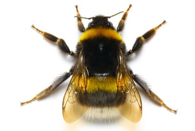 the humble bee