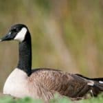 Canada Goose