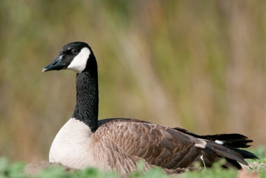 Canada Goose