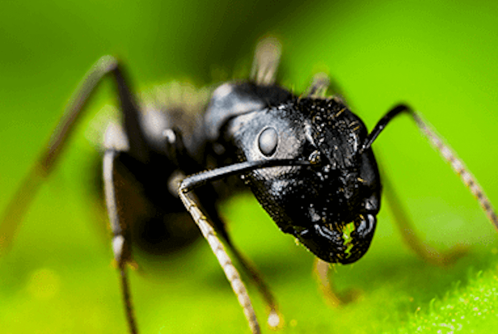 black carpenter ant on a leaf