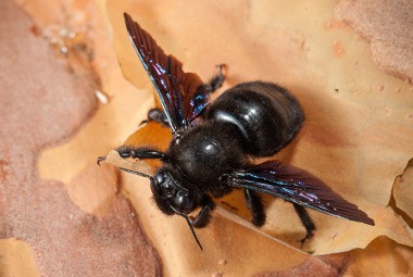 Carpenter Bees