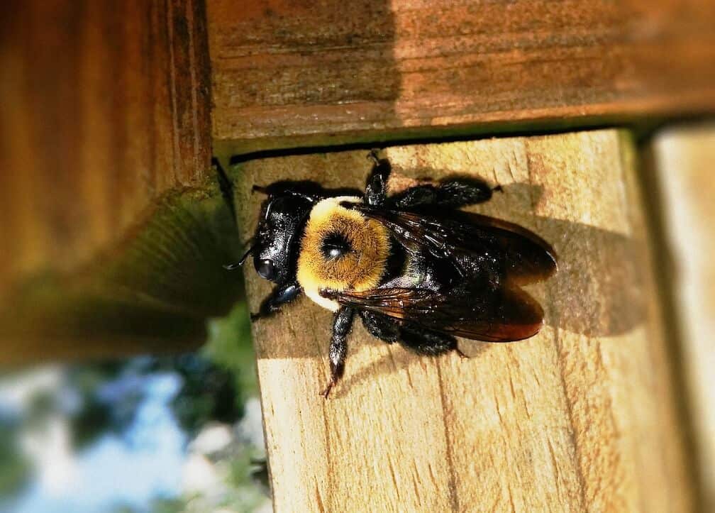 yellow and black carpenter bee on a piece of wood on a porch